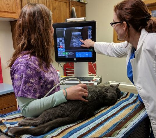 Ultrasound on a cat